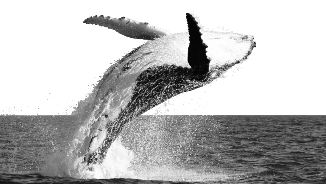 ballena y buques